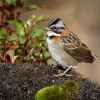 Strnadec ranni - Zonotrichia capensis - Rufous-collared Sparrow o1496